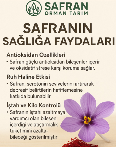 safranınfaydaları-safransifa