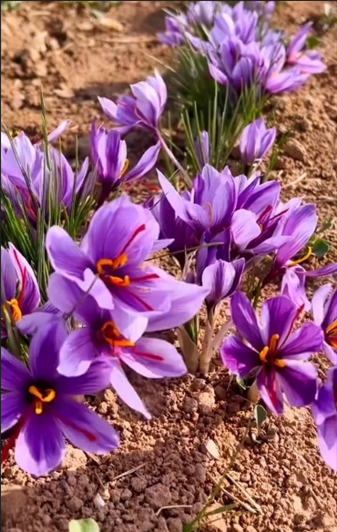 kızılsafran-safran-kizil-kızıl